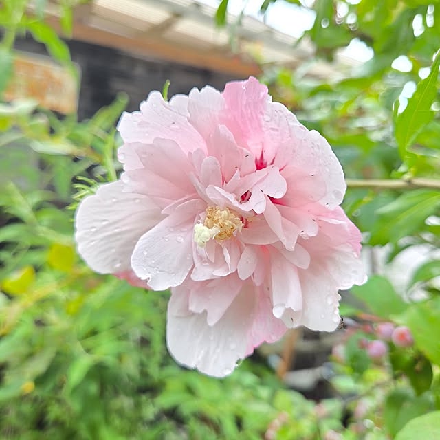 min_nimさんの実例写真