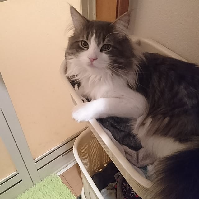 shinobuさんの実例写真
