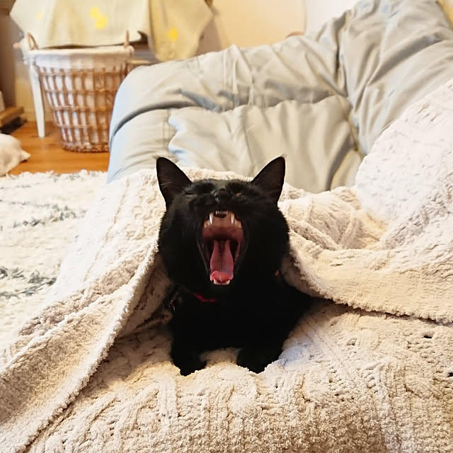ruuさんの実例写真