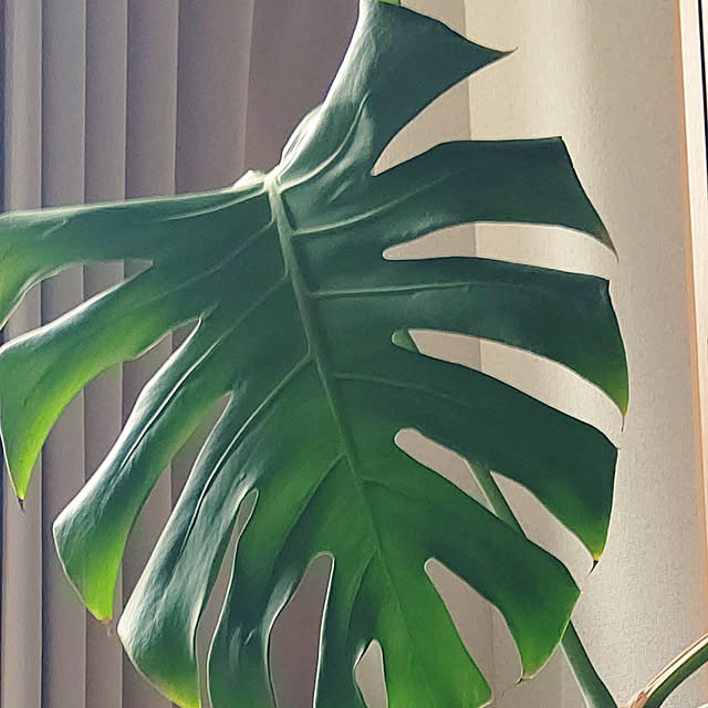 koko5さんの実例写真
