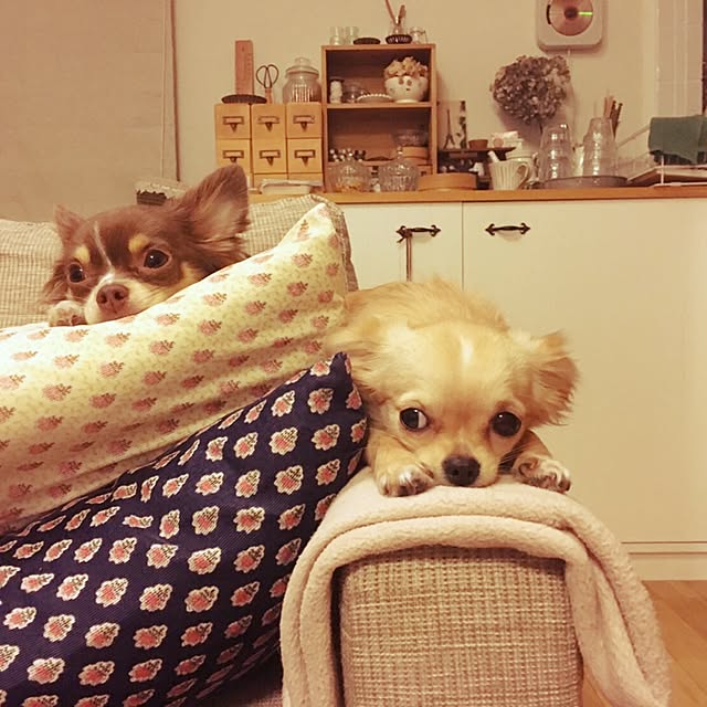 MilkChocolateさんの実例写真