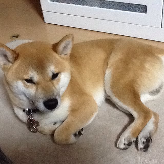 kotaさんの実例写真
