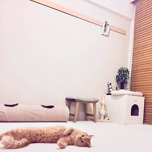 ベッド周り/ねこと暮らす/ねことの暮らし/せまいおうち/にゃんclip...などのインテリア実例 - 2018-11-05 01:43:49
