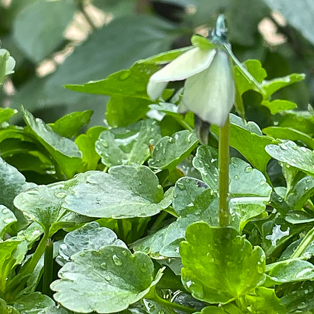 buchiさんの部屋