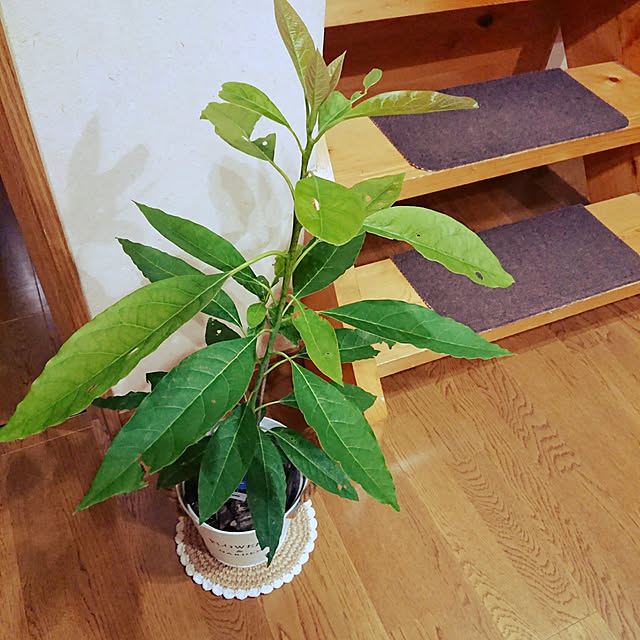 kaorinさんの実例写真