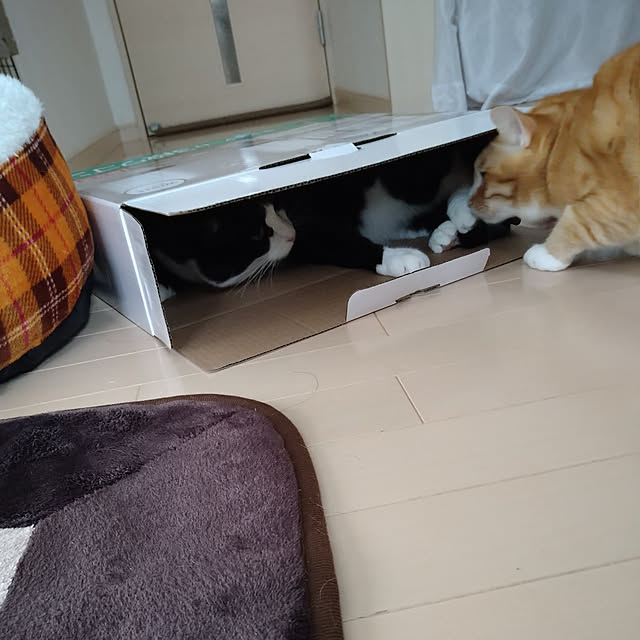 koromaroさんの実例写真