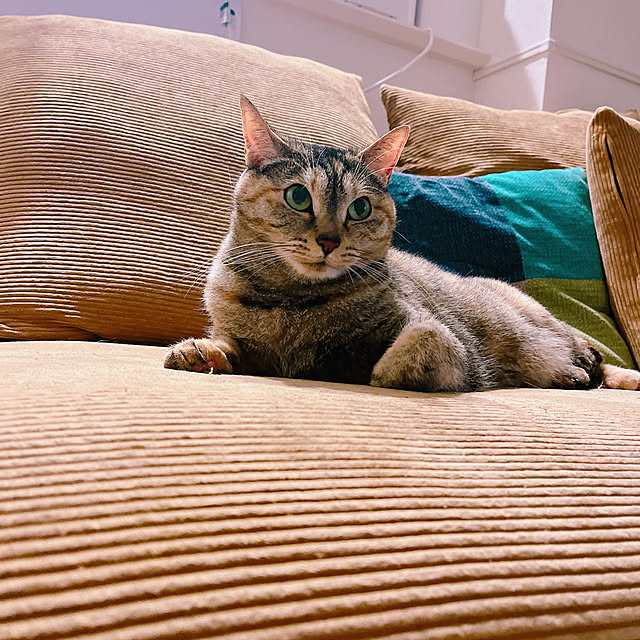 cocoさんの部屋