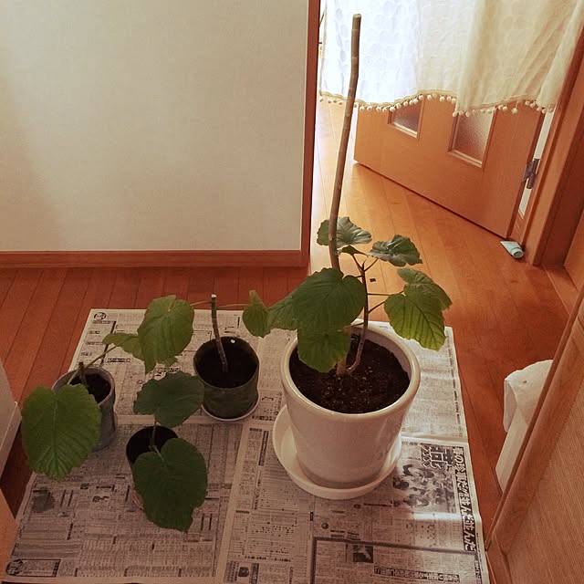 kazuさんの実例写真