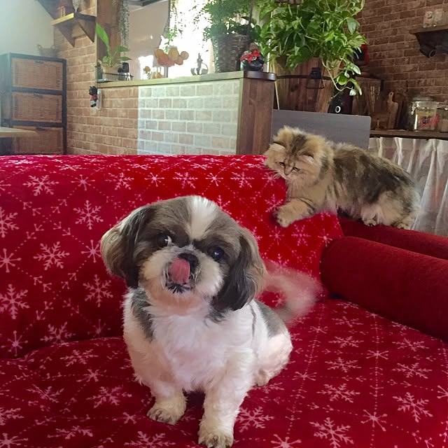 butachanさんの実例写真