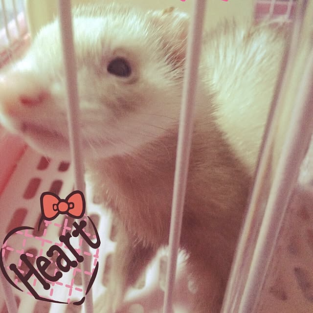 ririanさんの実例写真