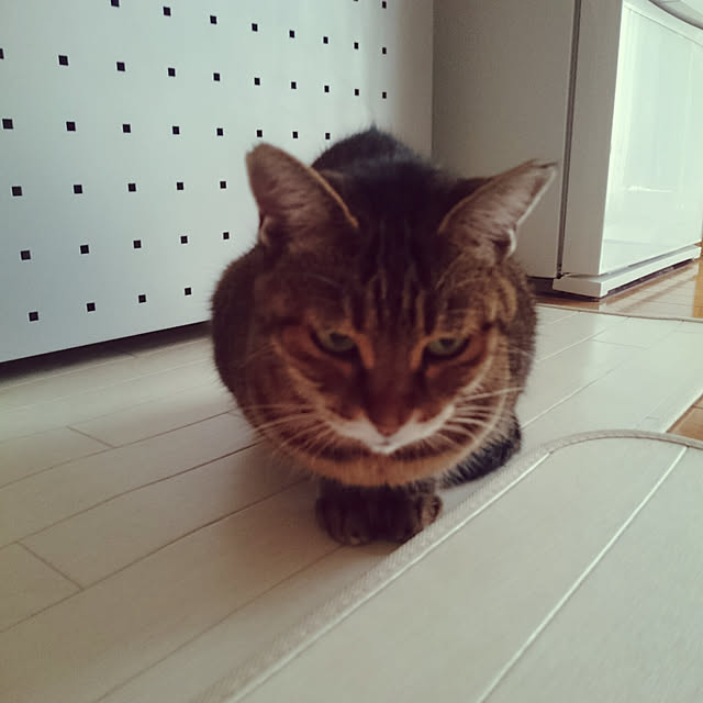 lilyさんの実例写真
