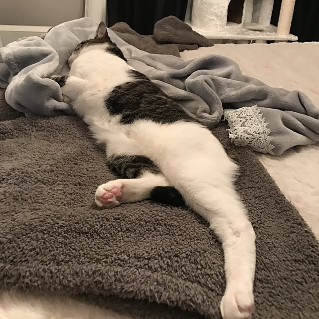 Shihoさんの実例写真