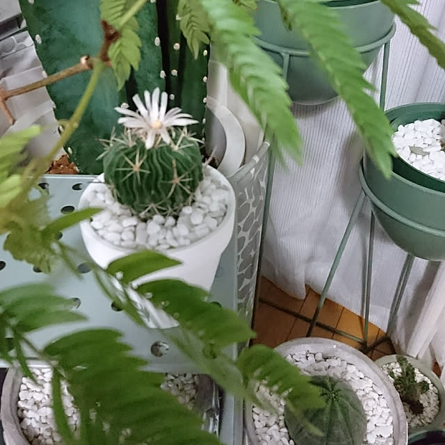 mhkさんの実例写真