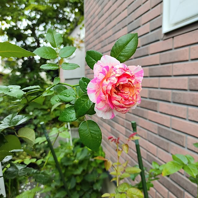 kiraさんの部屋
