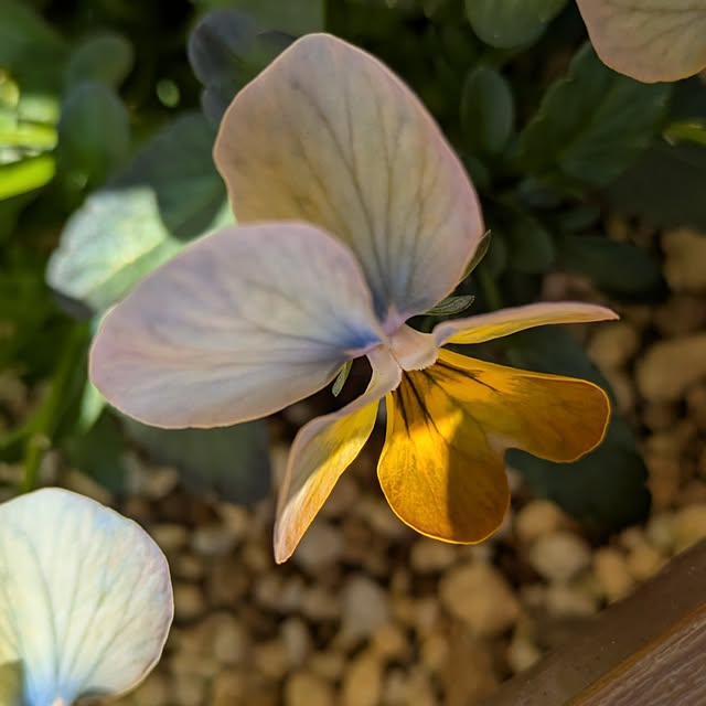 mi-saさんの部屋