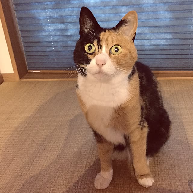 meguchiyoさんの実例写真