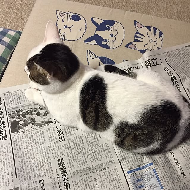 yocchiさんの実例写真