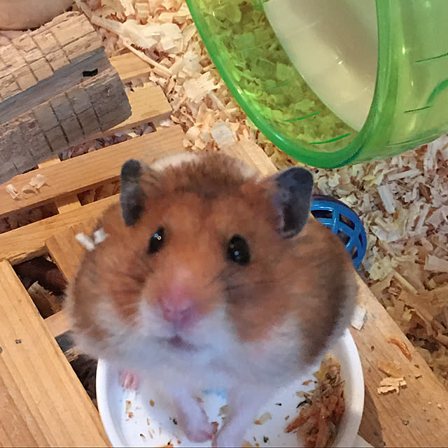 実例写真