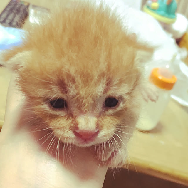 tomoさんの実例写真
