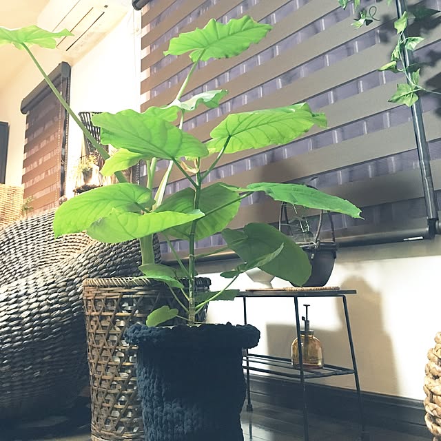cocotaiさんの実例写真