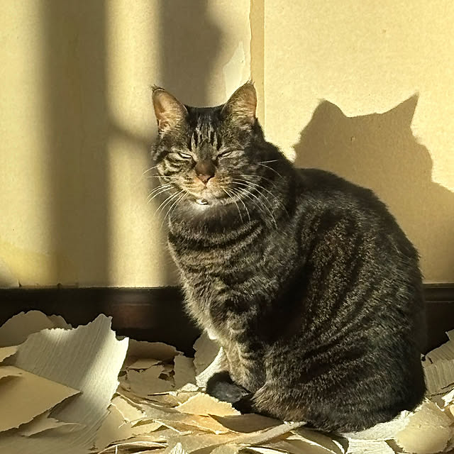 momocchiさんの実例写真