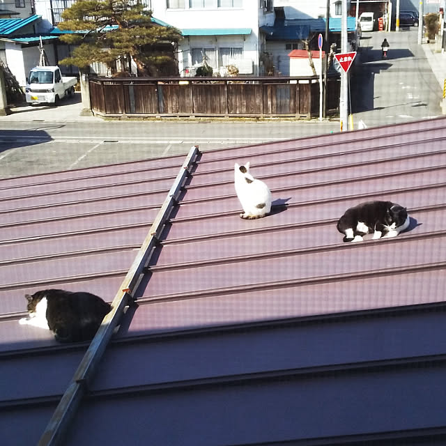knc3さんの実例写真