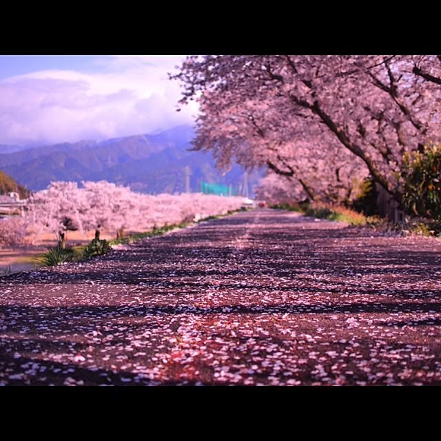 実例写真