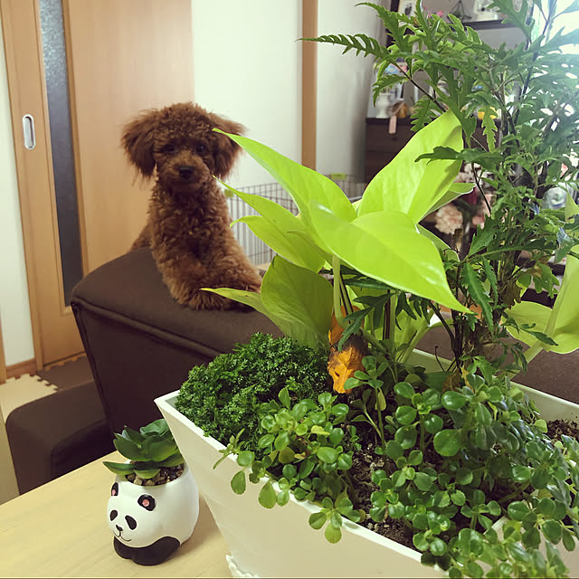 Ruyoさんの実例写真