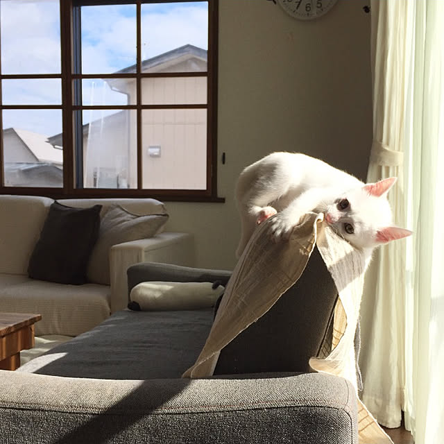 zuiiさんの実例写真