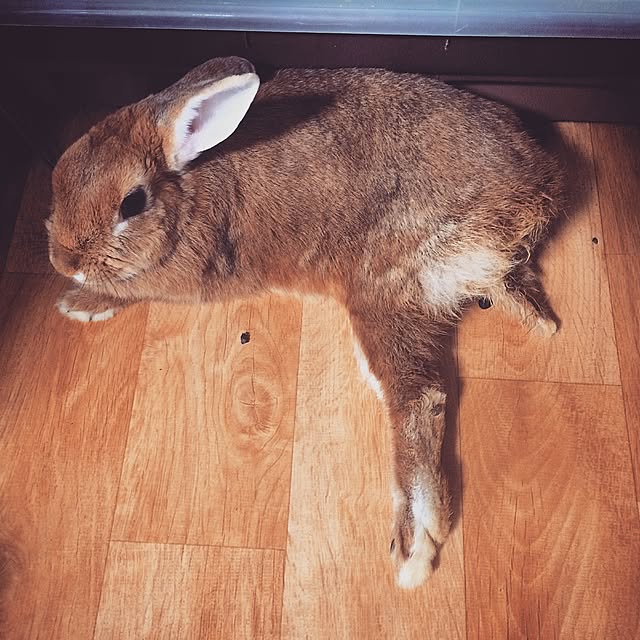 yucky_rioさんの実例写真