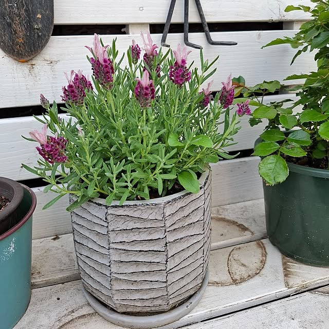 midoriさんの部屋