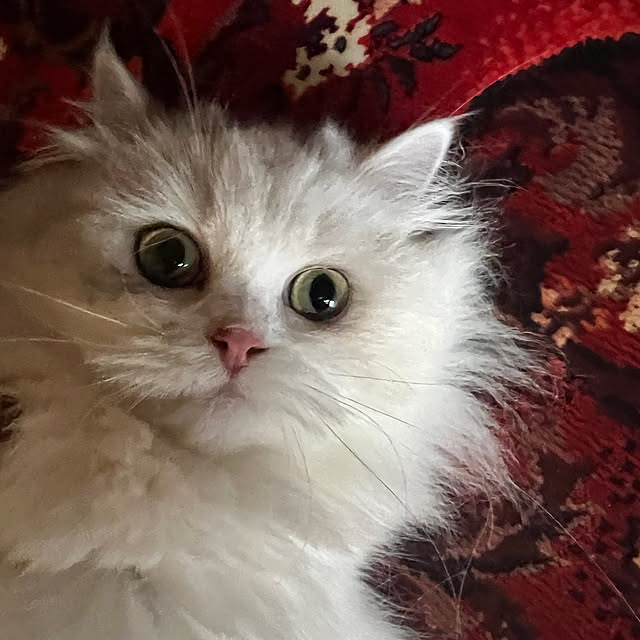 AYUKOさんの実例写真