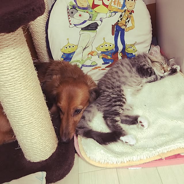 CATさんの実例写真