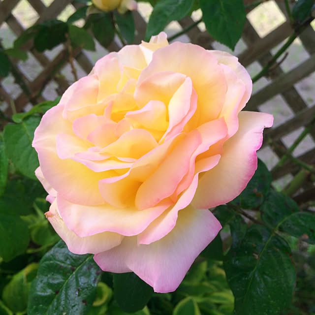 HappyRoseさんの実例写真