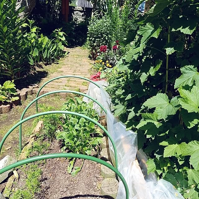 suzumetoriさんの実例写真