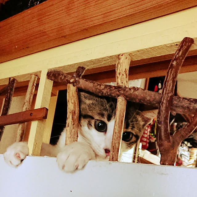 kikuさんの実例写真