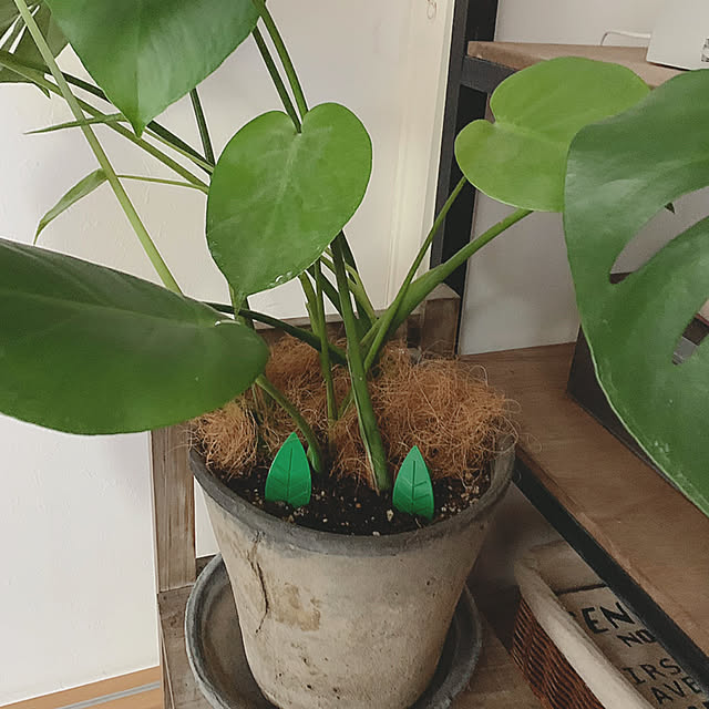 akko1205さんの実例写真
