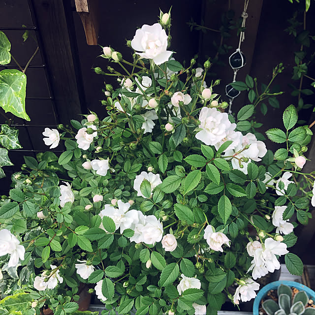 beautifulflowerさんの実例写真