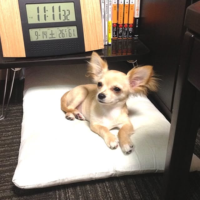 marichunxxさんの実例写真