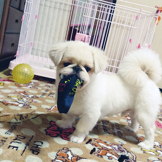 RINENさんの実例写真