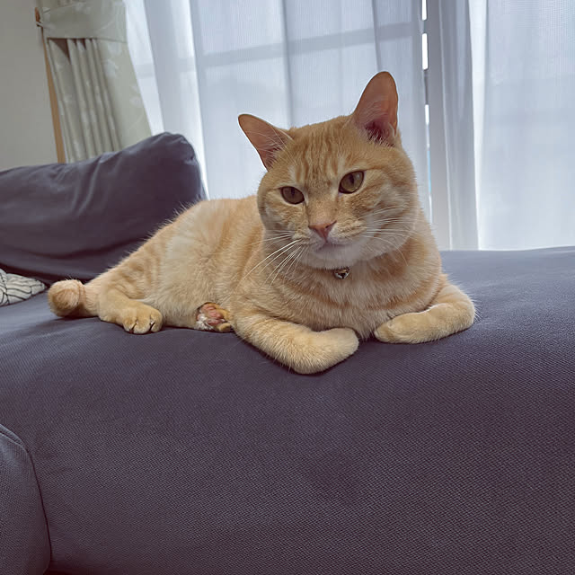 chiiさんの部屋