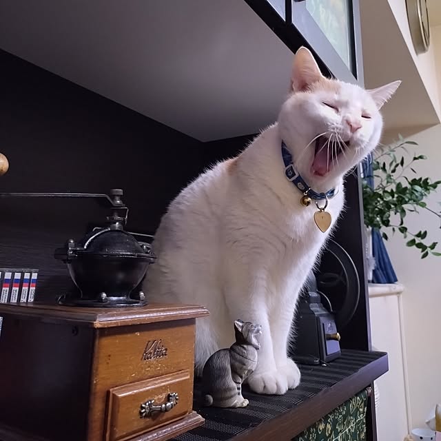 NOAHさんの部屋
