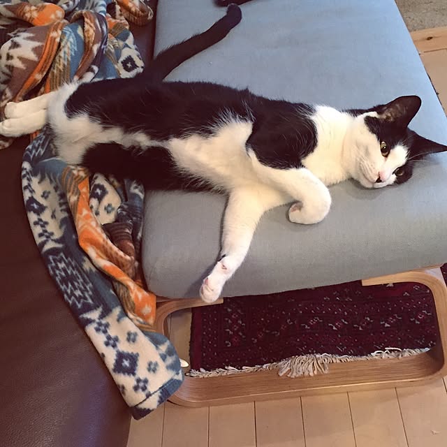ziziguguさんの実例写真