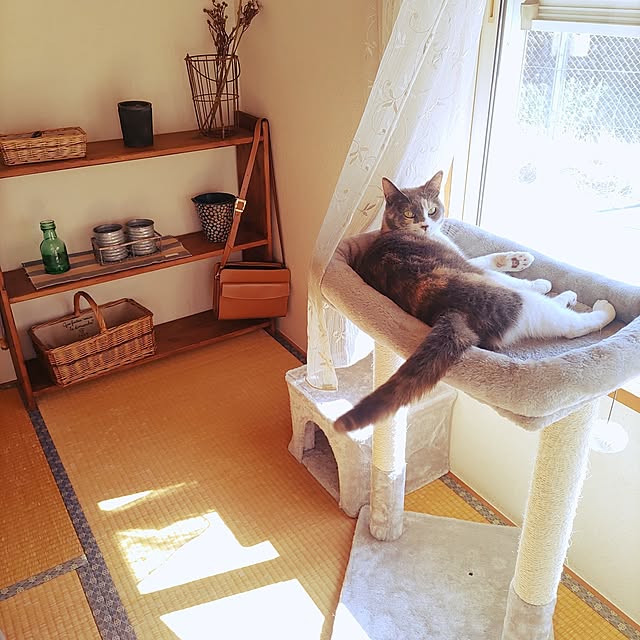 部屋全体/ねこのいる日常/さくらちゃん/久々の投稿/いいね！ありがとうございます◡̈♥︎...などのインテリア実例 - 2023-07-30 08:37:22