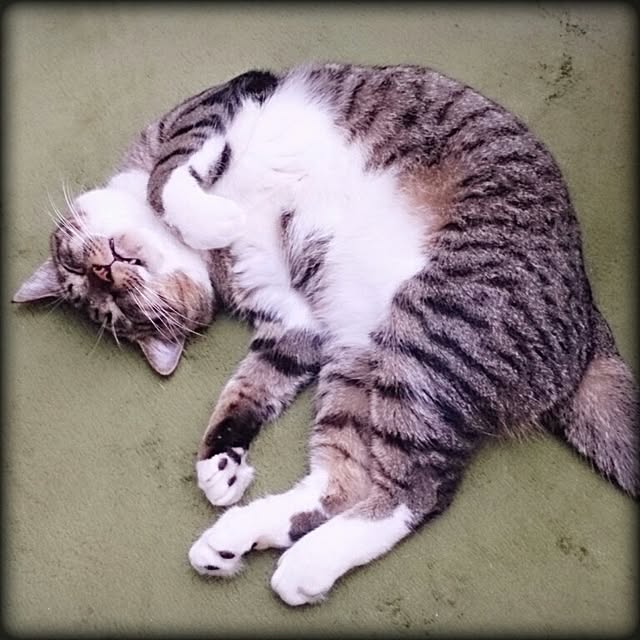 Lukiさんの実例写真