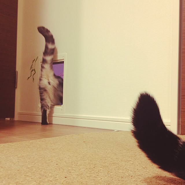 mikomaruさんの実例写真