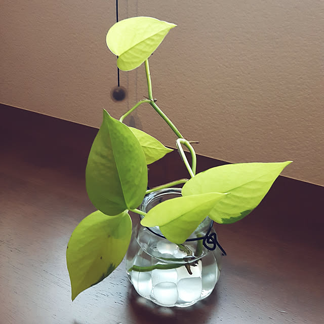 机/セリア/100均/観葉植物のインテリア実例 - 2020-06-09 18:21:33
