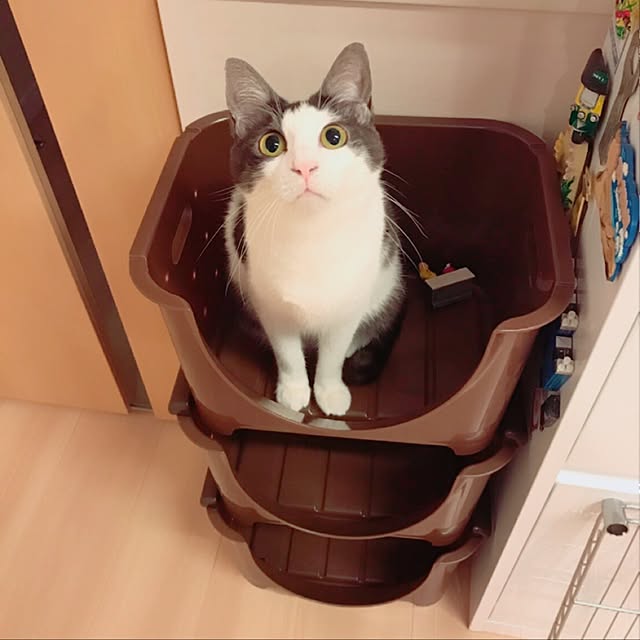 ojyouさんの実例写真