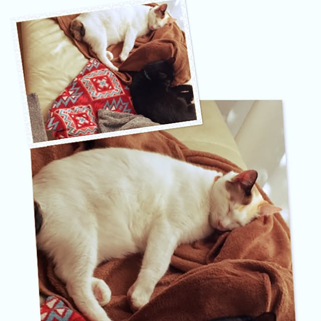 mi_koさんの実例写真