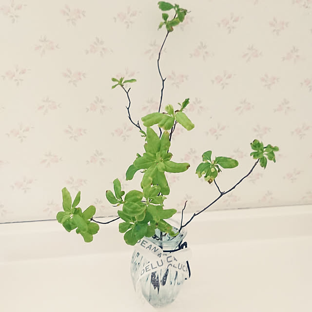 バス/トイレ/観葉植物のインテリア実例 - 2019-04-26 12:48:57